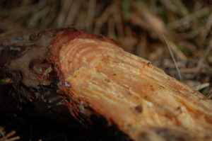 drewno na ognisko na rozpałkę